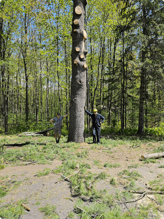 A man standing next to a really tall tree