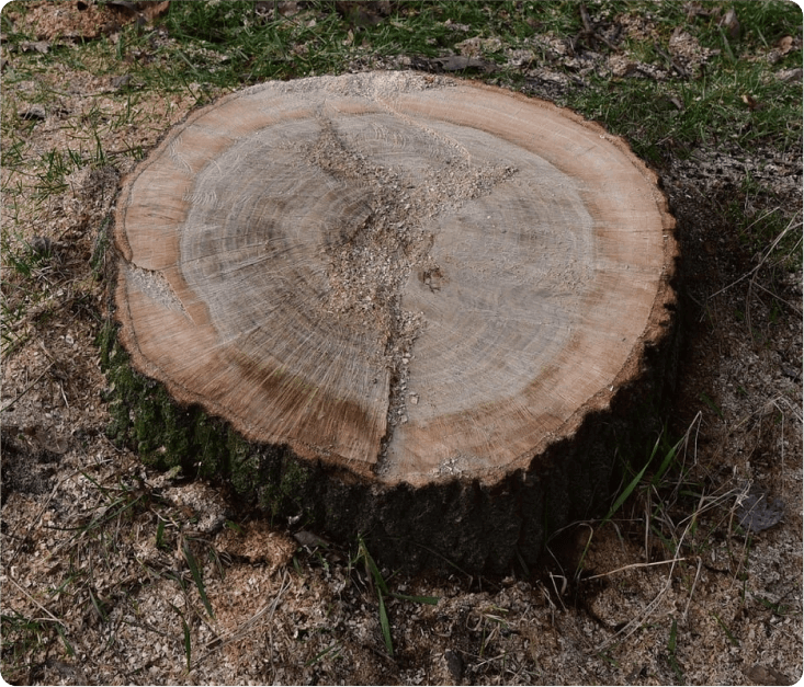 A large tree trunk hoisted on the back of a trailer.