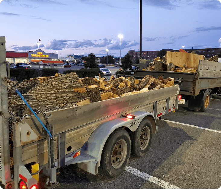 A large tree trunk hoisted on the back of a trailer.